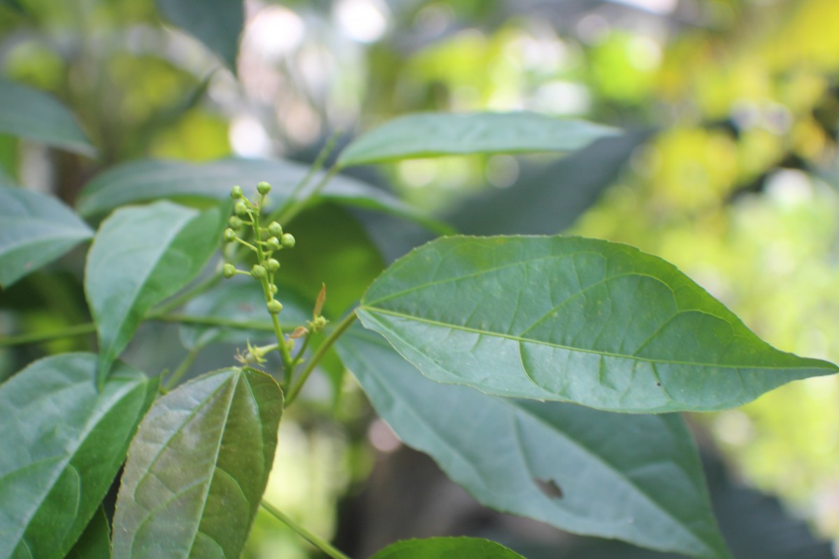 Croton tiglium L.